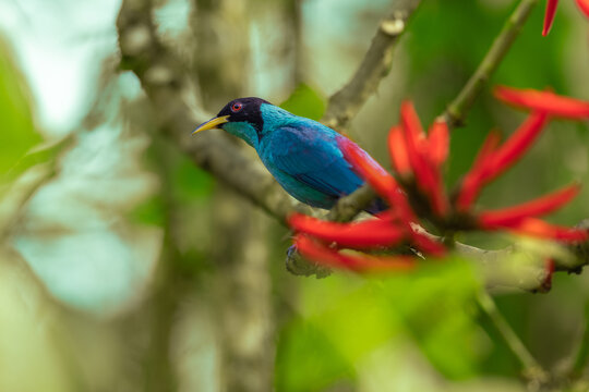 An adult male Green Honeycreeper (Chlorophanes spiza) perched on a branch among vibrant red flowers in the Atlantic Rainforest of Brazil.