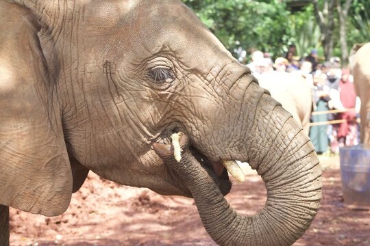 Baby elephant