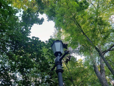 Vintage street lamp standing beneath tall green park trees during a scenic travel adventure exploration
