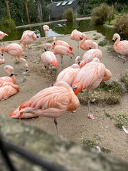 Pink Flamingos in captivity. Zoo exhibit of flamingos  © Obsidia Media