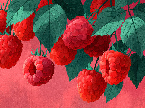 Cluster of ripe, plump red raspberries hang from leafy branches, textured vintage grain‑style artwork against a solid deep mauve‑pink background.