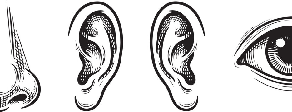 Detailed black and white engraving style of human facial including a nose, two ears, and an eye, isolated on white