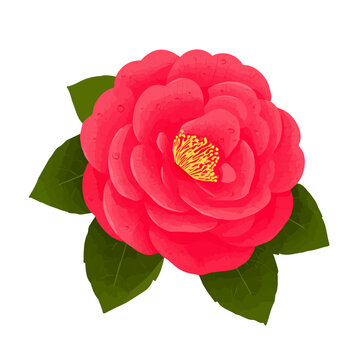 Camellia Flower flat vector illustration in a modern and simple 2D style, placed on a white background.