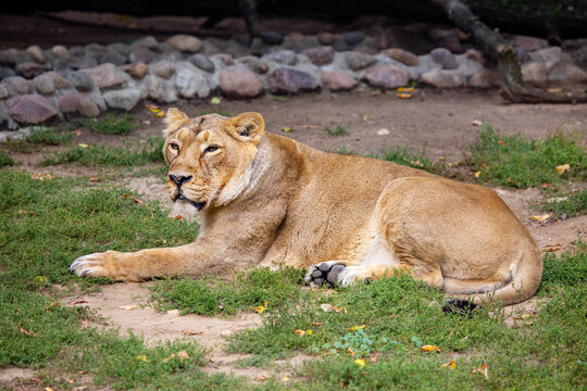 The Asian lioness lies on the grass on a bright sunny day. Wildlife, mammals, predators.