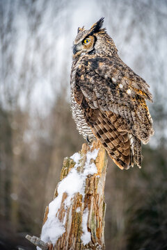 Great horned owl (Bubo virginianus) perched on a snow-covered wooden post in winter, Ontario, Canada.