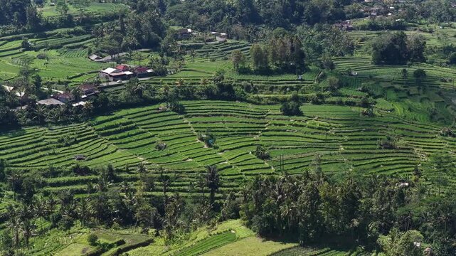 Elevated panorama of terraced rice paddies on tropical hillside with layered planting lines and scattered rural structures, with terrace, rice, paddy, hillside detail