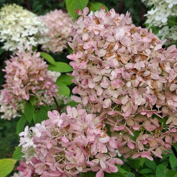 Pink hydrangea paniculata in bloom close up