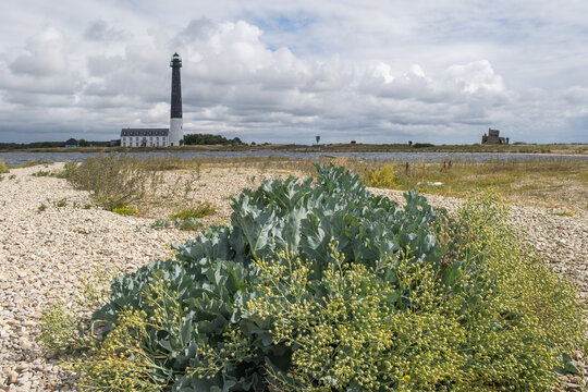 Crambe maritima Meerkohl auf der Halbinsel S&otilde;rve auf der Insel Saarema Estland