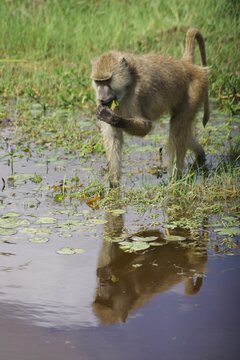 Baboon in water