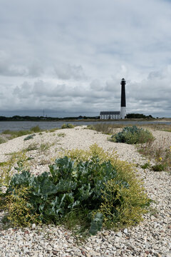 Crambe maritima Meerkohl auf der Halbinsel S&otilde;rve auf der Insel Saarema Estland