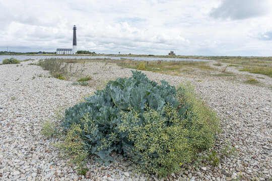 Crambe maritima Meerkohl auf der Halbinsel S&otilde;rve auf der Insel Saarema Estland