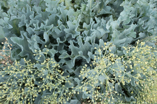 Crambe maritima Meerkohl
