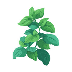 Fototapeta premium Flat 2D minimalist illustration of a Holy Basil, modern vector design with white background.