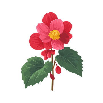 Flat 2D minimalist illustration of a Begonia Flower, modern vector design with white background.
