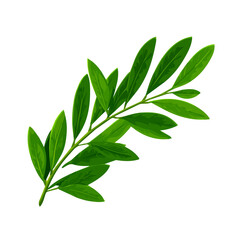 Fototapeta premium Olive Leaf — flat 2D vector artwork created in a clean, modern, and minimal style on white background.