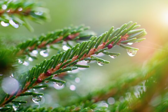 Rain droplets in the fresh green spruce branch. Autumnal rain.
