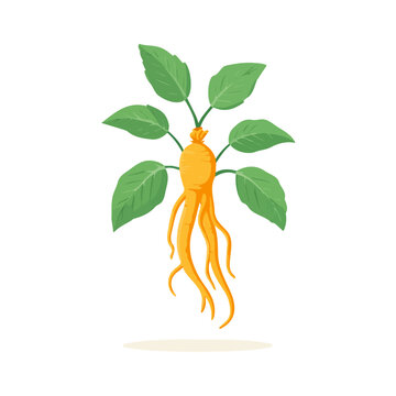 Ginseng flat vector illustration in a modern and simple 2D style, placed on a white background.