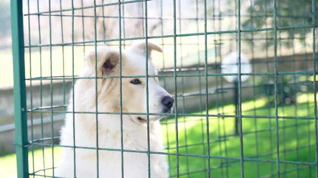 Abandoned white fluffy maremma sheepdog in cage for homeless animals, sad dog sitting in the corner and looking in distance, cruelty against domestic pets