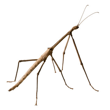 Tropical stick insect explores its environment while standing on a flat surface during daylight hours