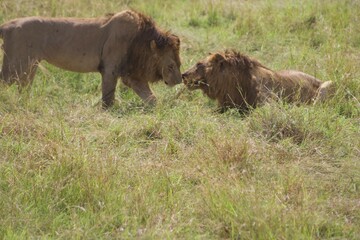 Male lions, brothers © BK PhotoStudios