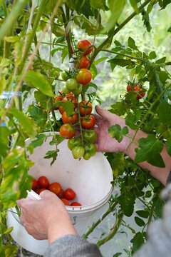 Gardener hands harvesting ripe organic tomatoes into a bucket in a greenhouse. Growing eco-friendly vegetables in a home garden, natural crop, sustainable farming, soil care, and healthy food