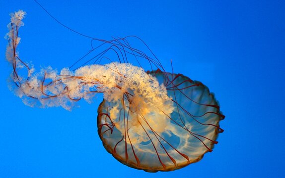 Pacific sea nettle jellyfish swimming gracefully in deep blue water with text copy space.