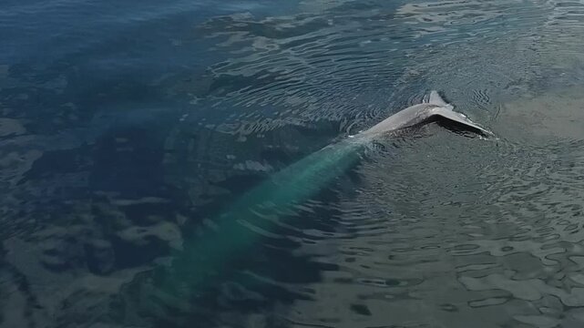 A majestic blue whale glides through the calm, sunlit Pacific, its powerful fluke breaking the glassy surface of the deep marine sanctuary on a serene summer day.