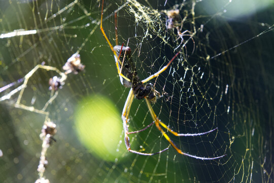 Nephila clavipes spider on intricate web. Bright sunlight lights delicate silk