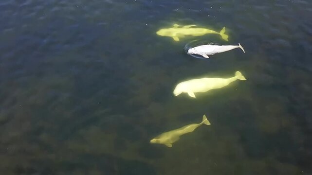 A family of beluga whales, including adorable calves, glides through the clear waters of the Arctic Ocean. Their playful nature captures the beauty of life in this icy paradise.