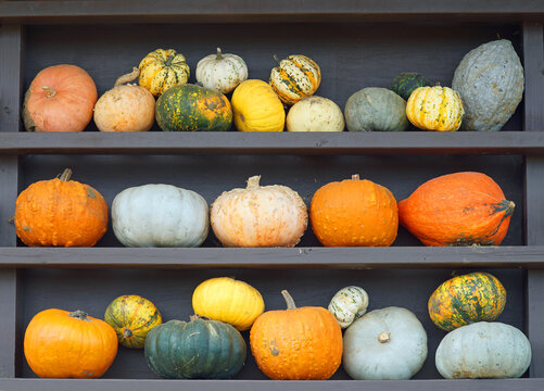 Large collection of assorted pumpkins, gourds, and winter squashes in various shapes, sizes