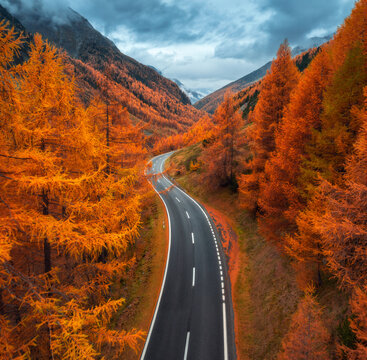 Aerial view of winding road in Swiss Alps, Switzerland. Bright orange larch forest in vibrant autumn colors with dramatic sky . Top drone view of alpine mountain road and orange trees. Transportation