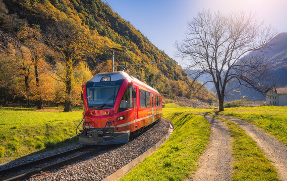 Red Bernina Express train passing through a sunny autumn valley in Switzerland with colorful trees, green grass, railway tracks and mountain slopes under clear blue sky. Modern train in Swiss Alps