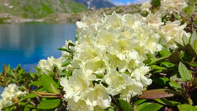 Rhododendrons are blooming on the shore of a mountain lake.