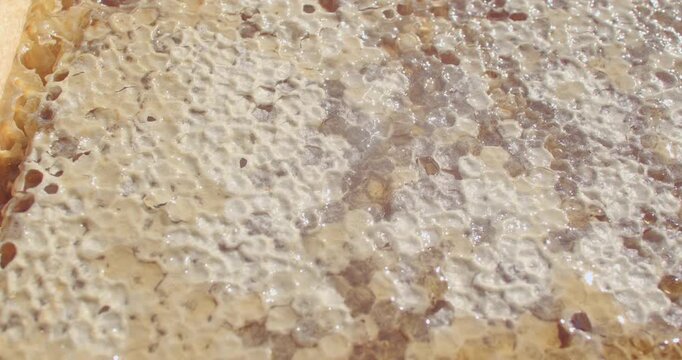 close-up honeycomb surface with torn wax lids as amber honey uncaps into glossy droplets, bright sunlight highlights translucent golden tones and texture detail