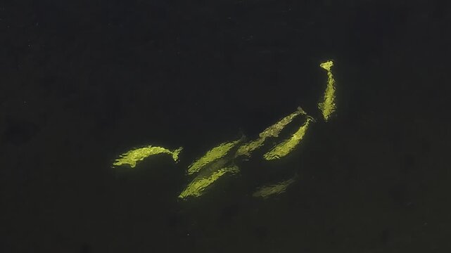 In the icy depths of the Arctic Ocean, a family of beluga whales, including playful calves, glides effortlessly through the clear water, showcasing the beauty of marine life in their natural habitat.