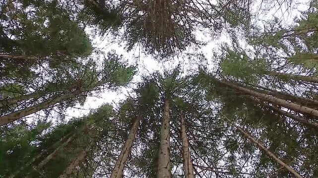 Coniferous trees sway in the wind.

