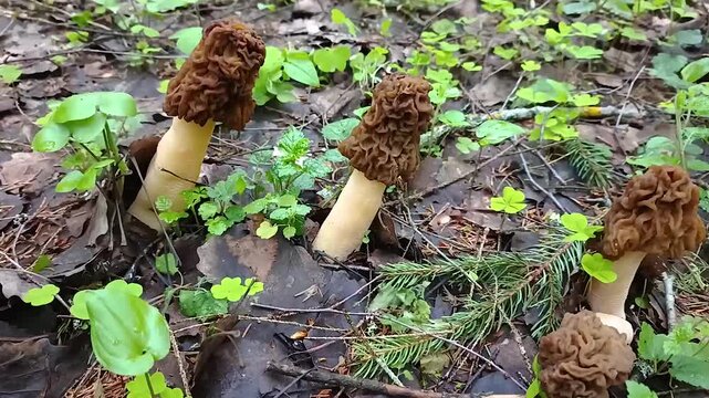 Autumn morel mushrooms grow in the forest.