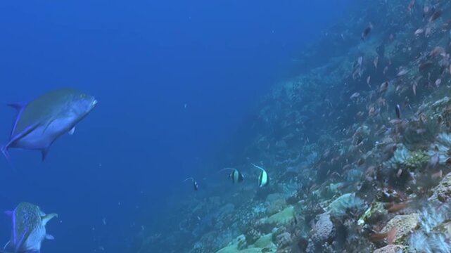 A graceful bluefin trevally swims alongside a vibrant coral reef, teeming with life. Schools of small reef fish and striking Moorish Idols navigate the pristine deep blue waters during daytime.