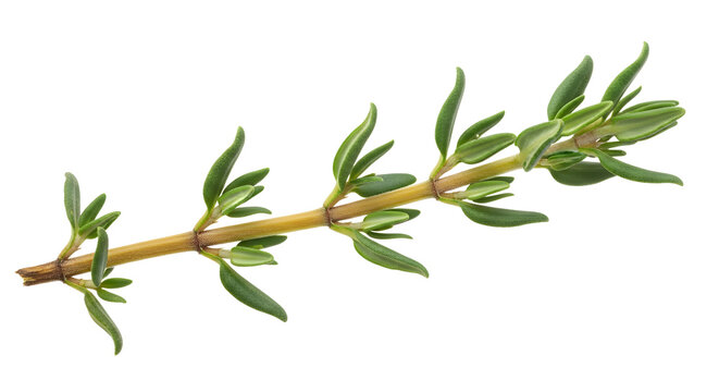 Fresh sprig of green thyme herb isolated