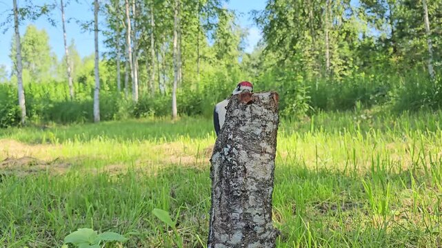 An adult woodpecker feeds a fledgling woodpecker in the wild. An adult bird teaches a fledgling in the wild