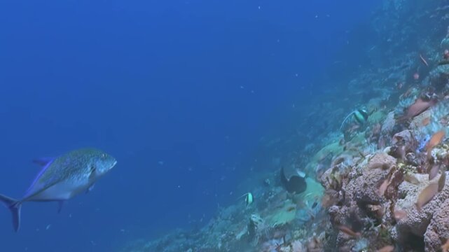 Majestic bluefin trevally swim past vibrant coral reef brimming with kaleidoscope of small reef fish. Sunlight filters through clear blue waters, illuminating this tranquil underwater world at midday.