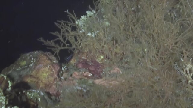 Submerged world unveils delicate branching corals and intricate stony formations in the dim deep sea. A large, ethereal sponge nestles amidst the ancient reef at twilight.