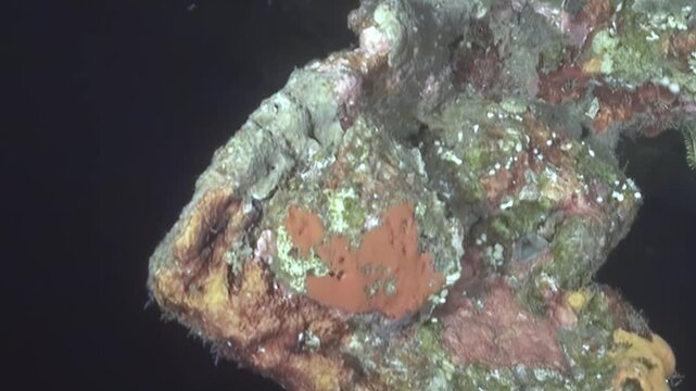 A mesmerizing glimpse into a vibrant underwater world, showcasing diverse corals and sponges. Branching formations glow faintly in the deep ocean, a mysterious tableau of marine growth.