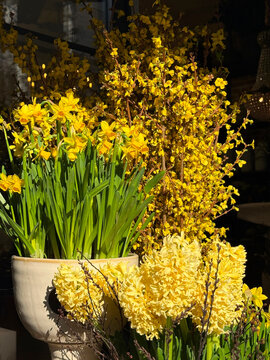 Yellow spring flowers hyacinths, daffodils, forsythia