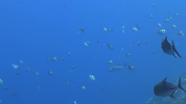 Lively schools of sergeants and other colorful fish gracefully navigate the clear blue depths of a vibrant coral reef. Sunlight filters through the serene ocean, illuminating the thriving marine life.
