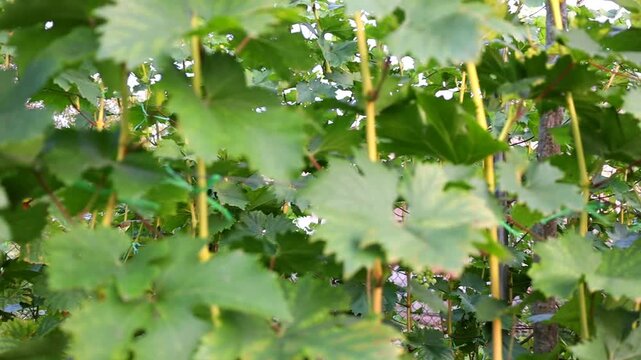 A picturesque shot of dense green grape leaves growing evenly along vertical support trellises in a garden. The video captures the natural beauty of a lush vineyard on a bright day. Lush vine foliage 
