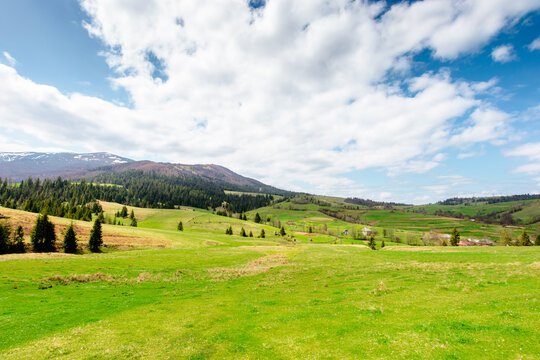 panoramic view of countryside of Ukraine. sunny day. wonderful springtime landscape in Carpathian mountains. grassy field and rolling hills. beautiful rural scenery