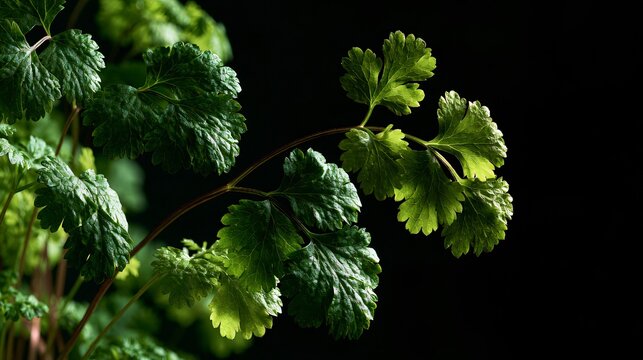 A premium cookbook-cover composition featuring coriander plant styled with luxurious asymmetry, elegant lighting, and uninterrupted editorial copy space