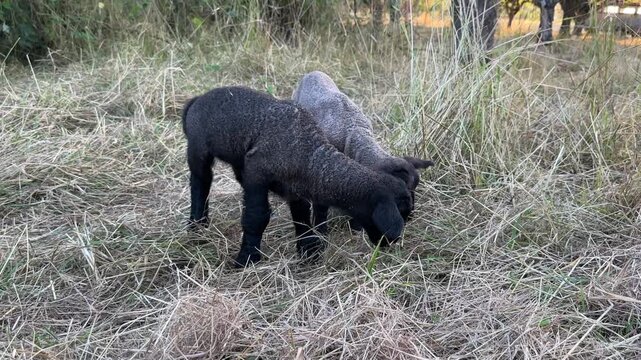 two baby lamb sheep in grass black sheep summer eastern oster lamm lamb 