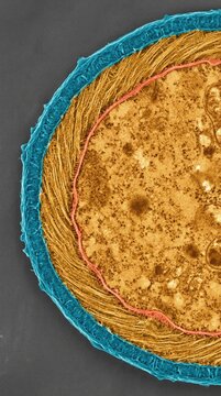 Fungal hyphal wall cross section, demonstrating mycelium network cell architecture, showing outer beta glucan layer, inner chitin microfibril envelope, plasma membrane enclosing cytoplasm.